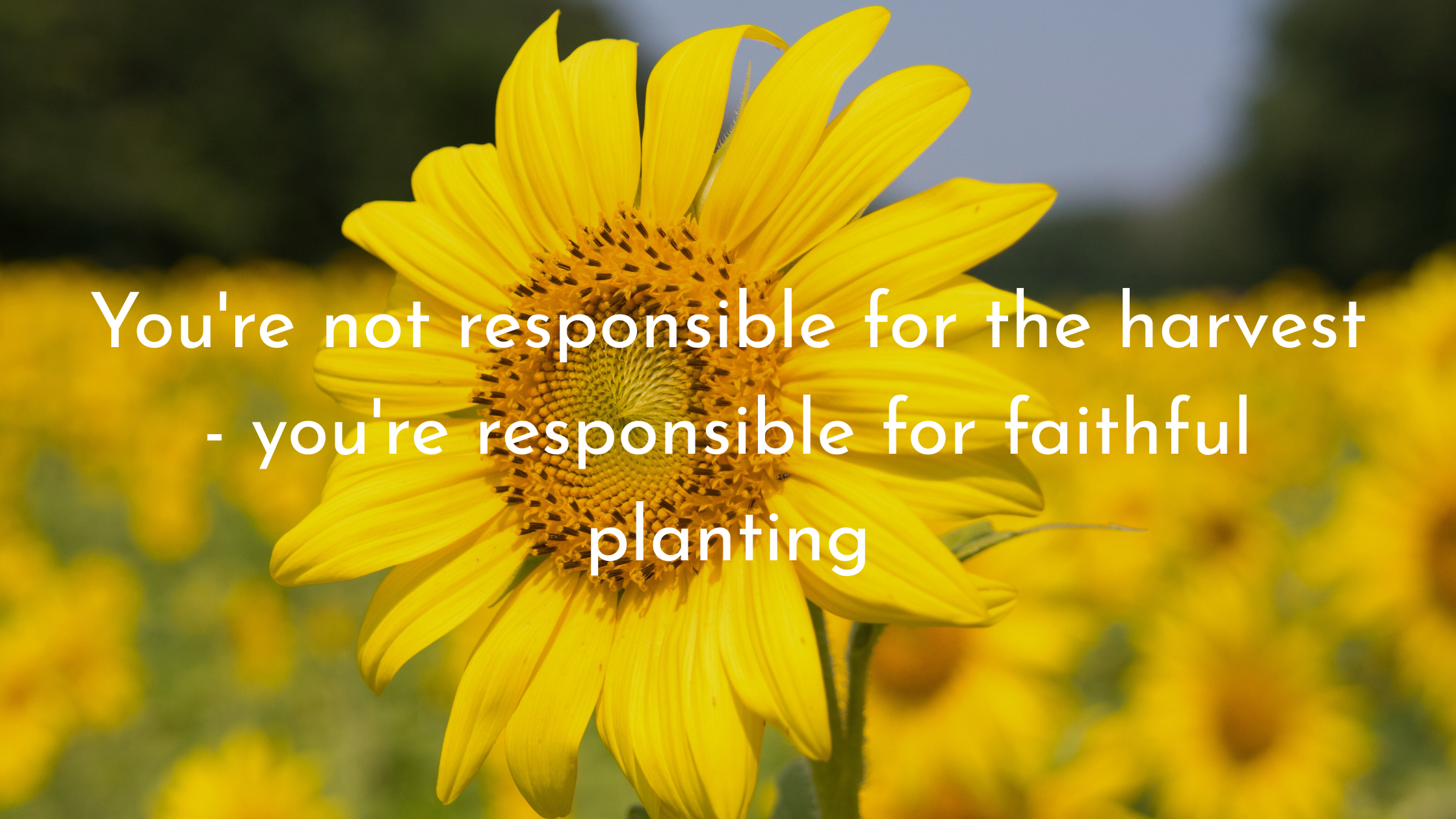 Planting Seeds with Love